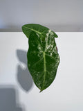 Alocasia Frydek Variegata