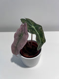 Alocasia Polly Pink Mint Variegata