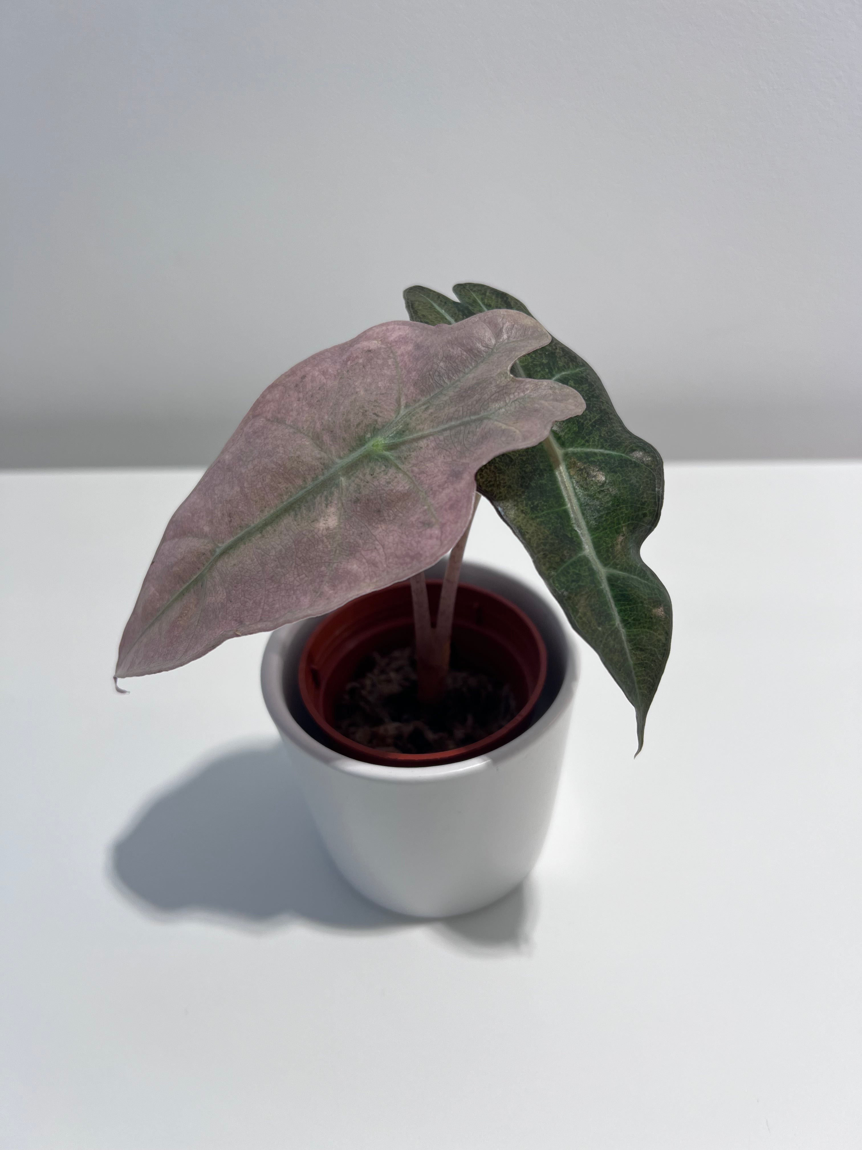 Alocasia Polly Pink Mint Variegata