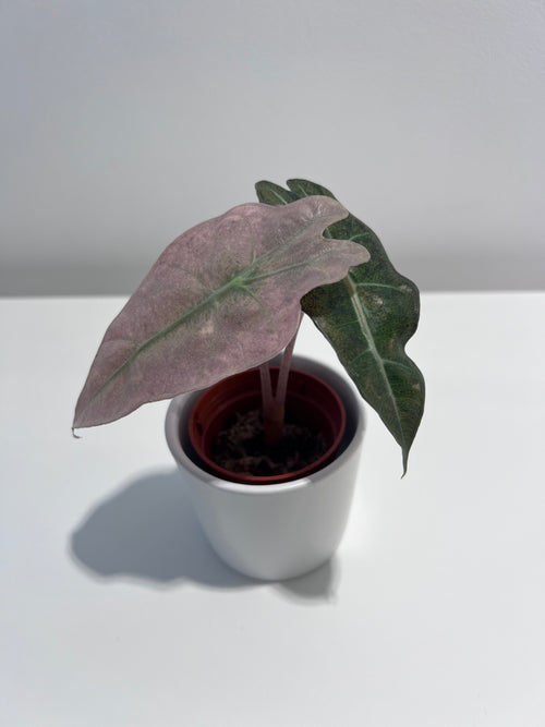 Alocasia Polly Pink Mint Variegata