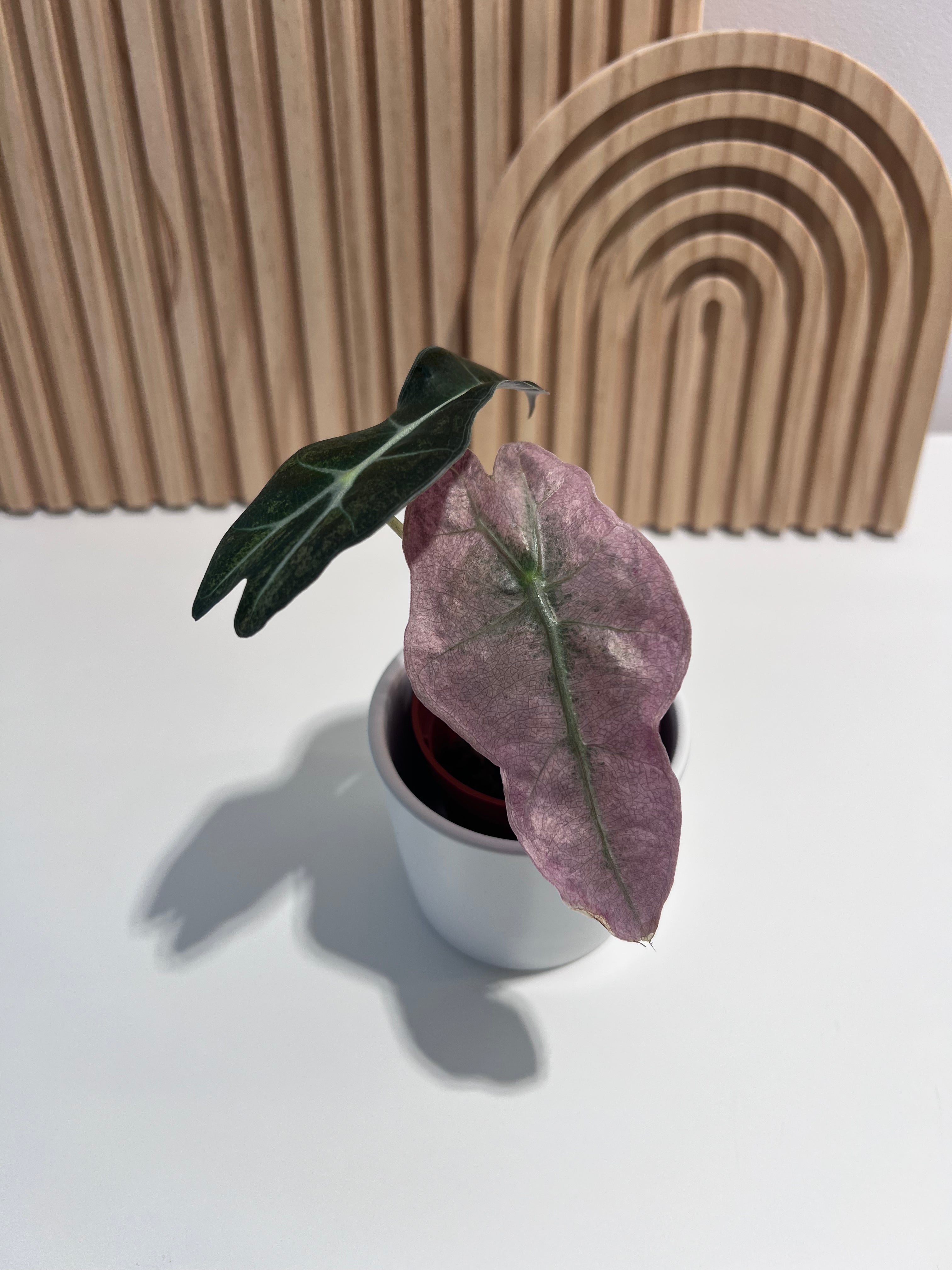 Alocasia Polly Pink Mint Variegata