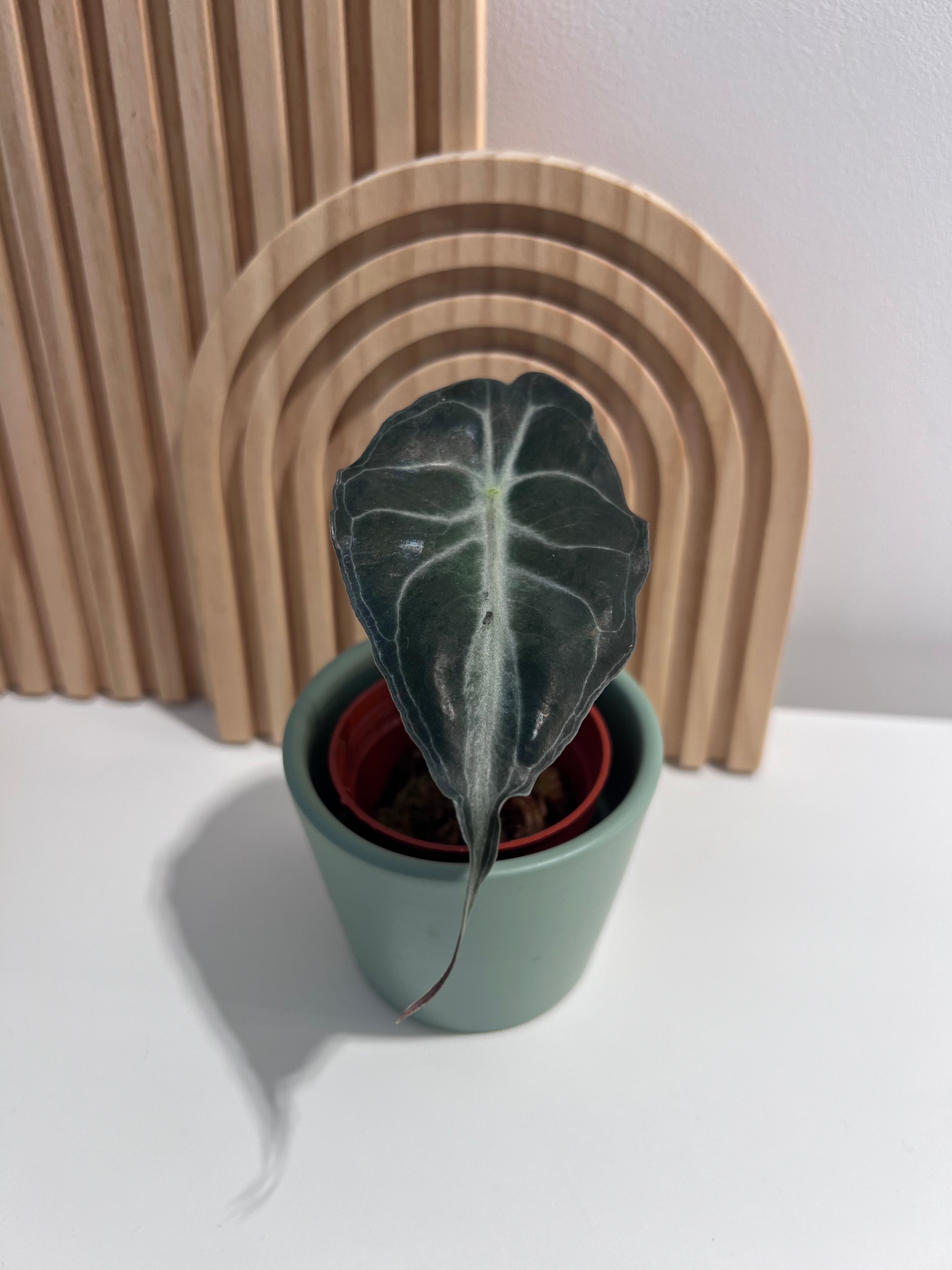Alocasia Venom