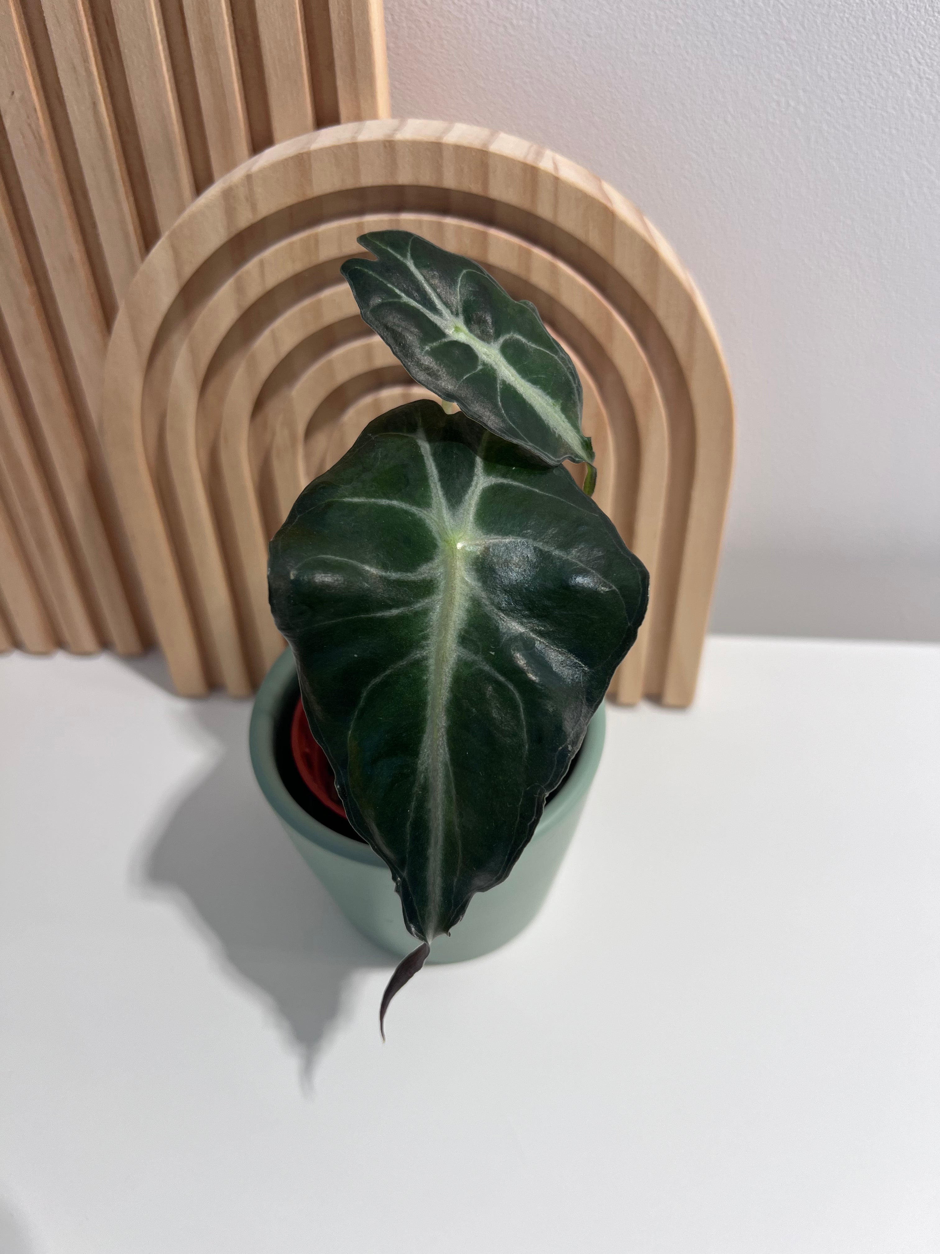 Alocasia Venom