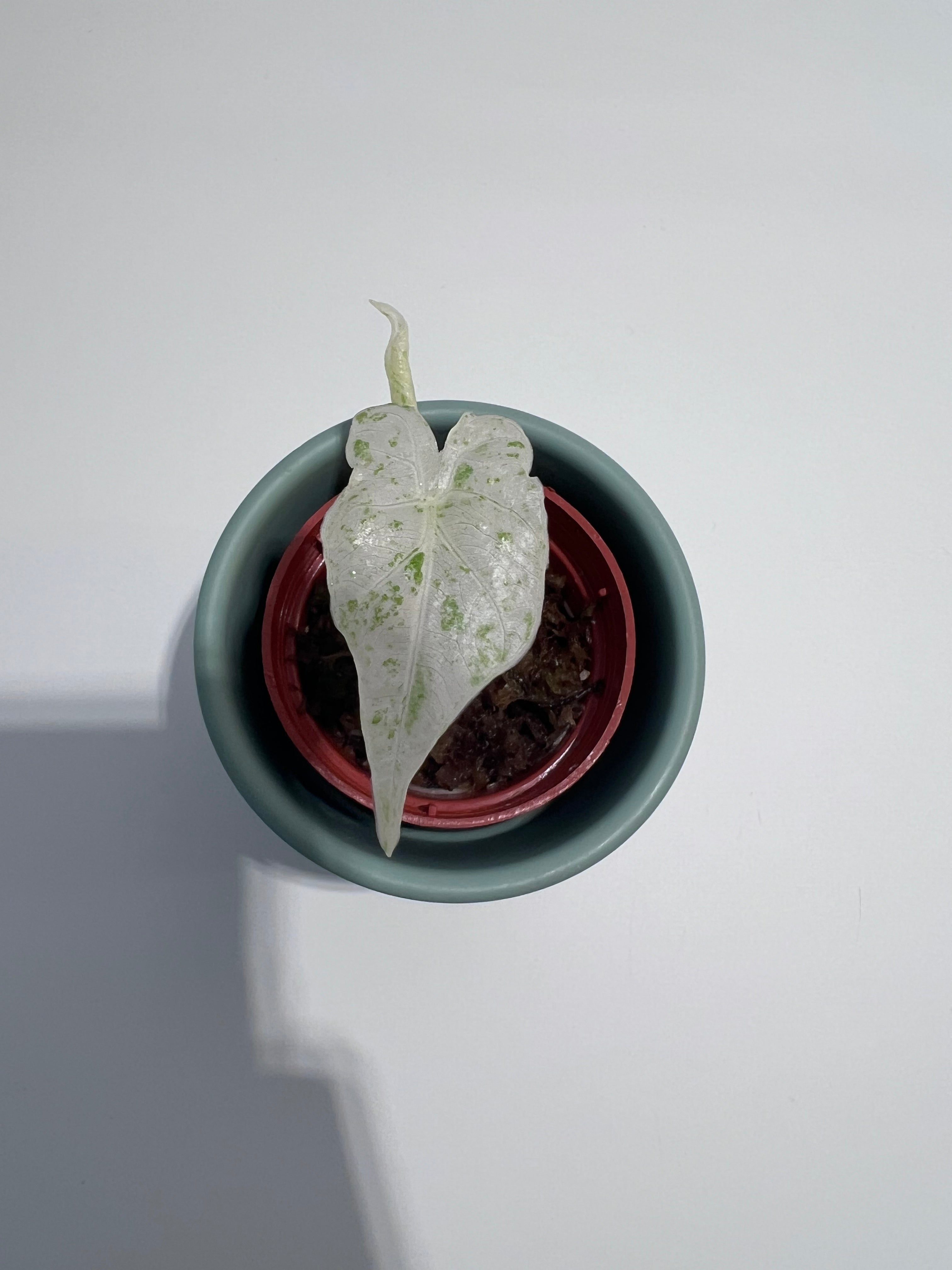 Alocasia Macrorrhiza Splash
