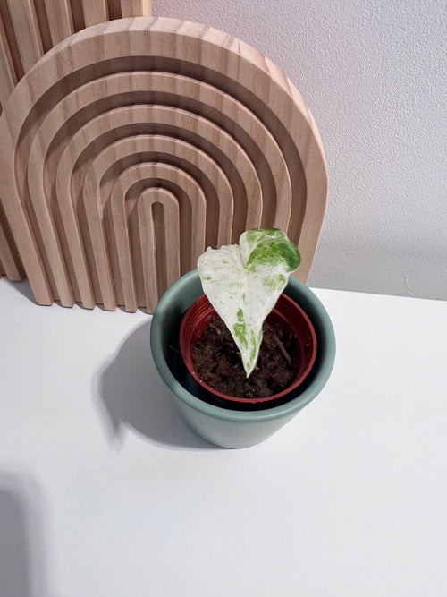 Alocasia Macrorrhiza Splash