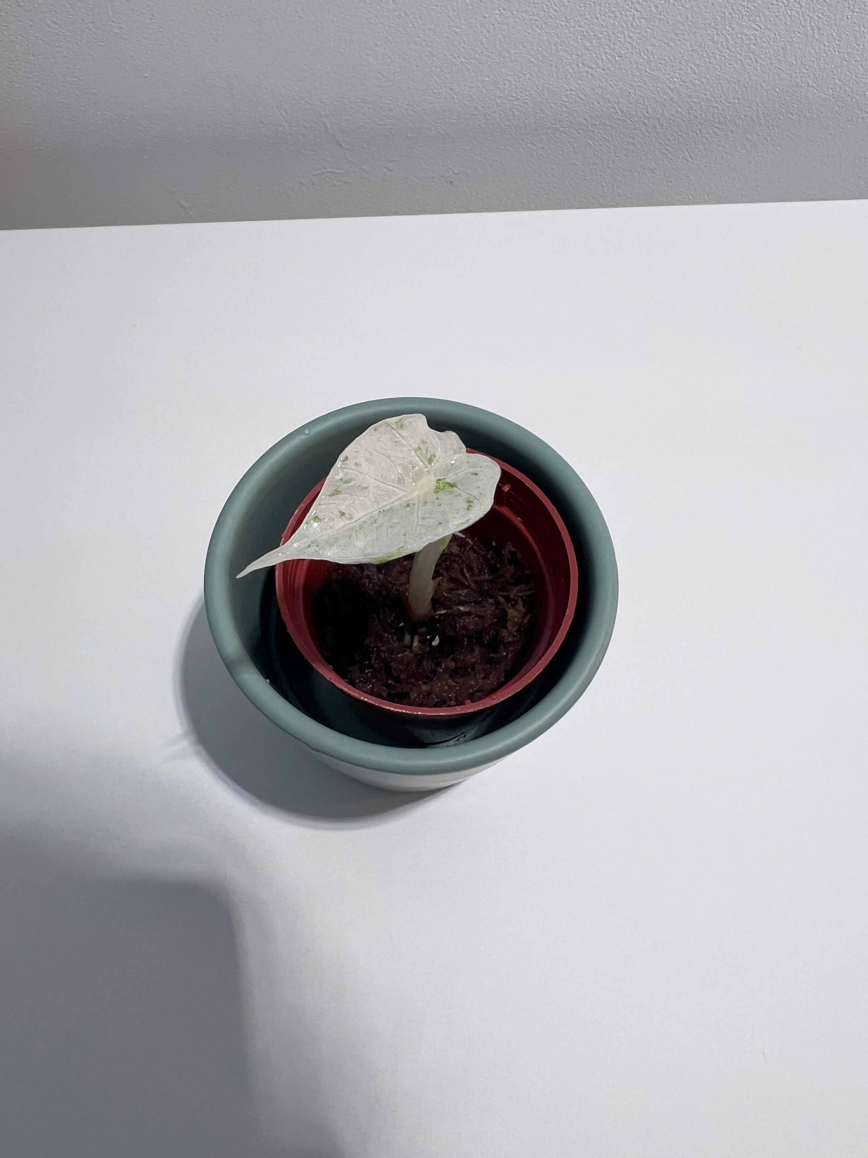 Alocasia Macrorrhiza Splash