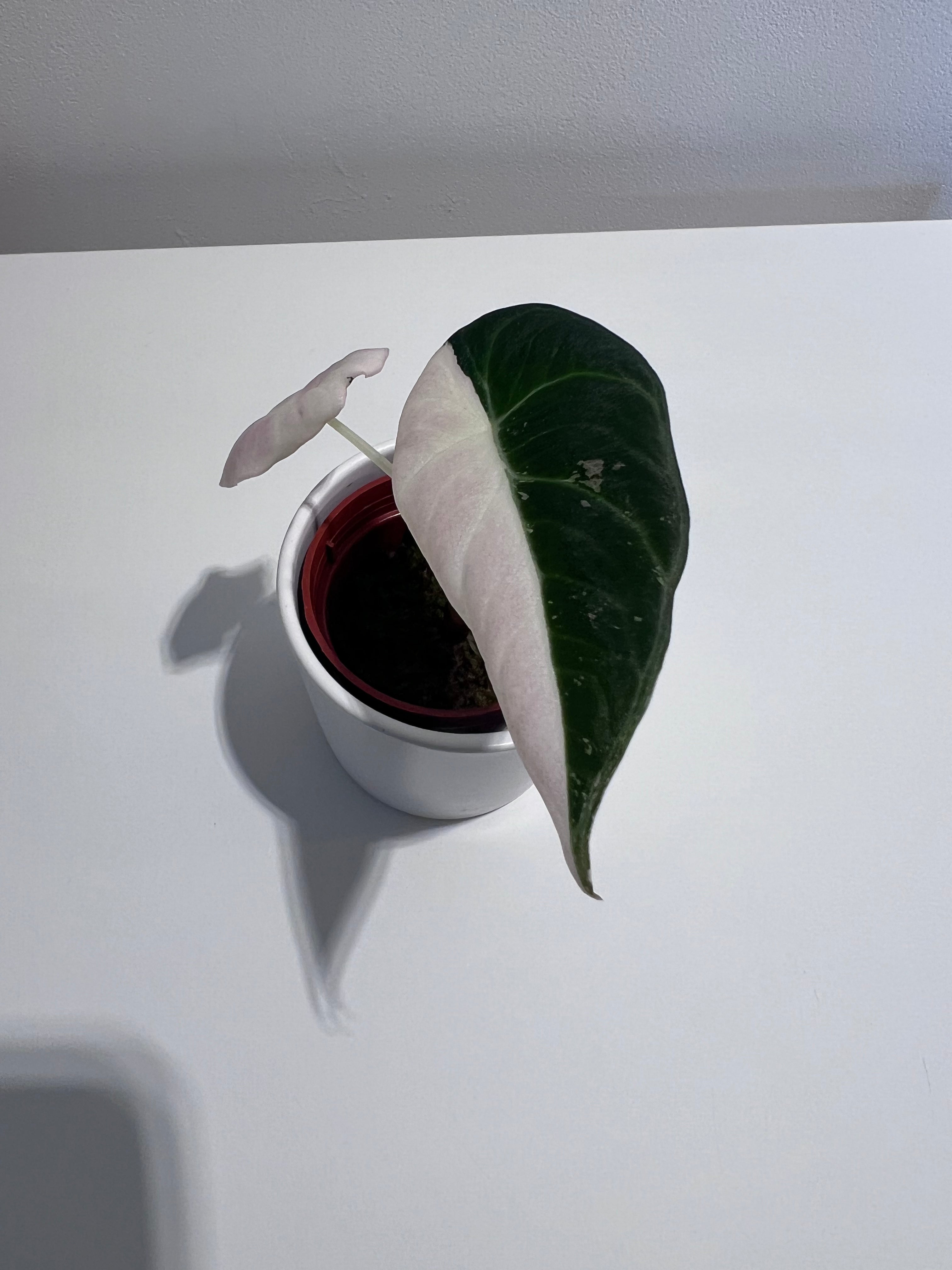 Alocasia Black Velvet Variegata