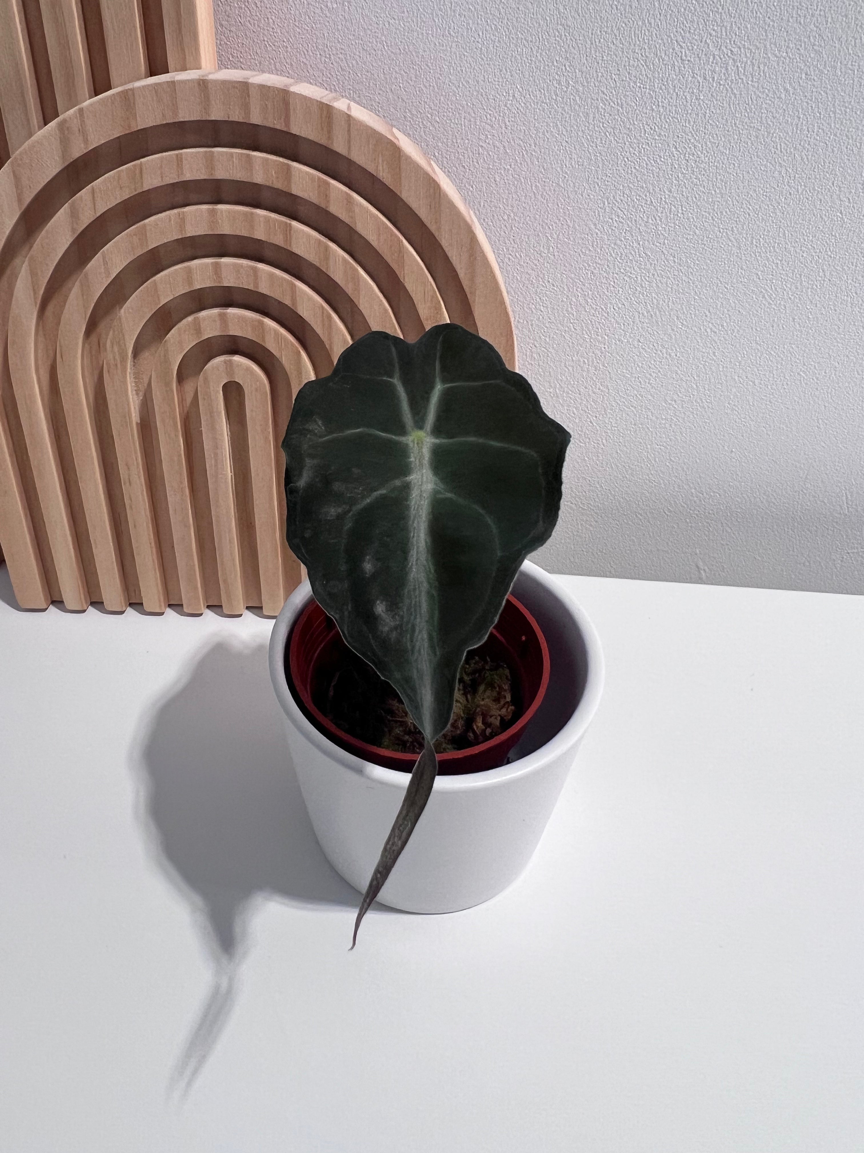 Alocasia Venom