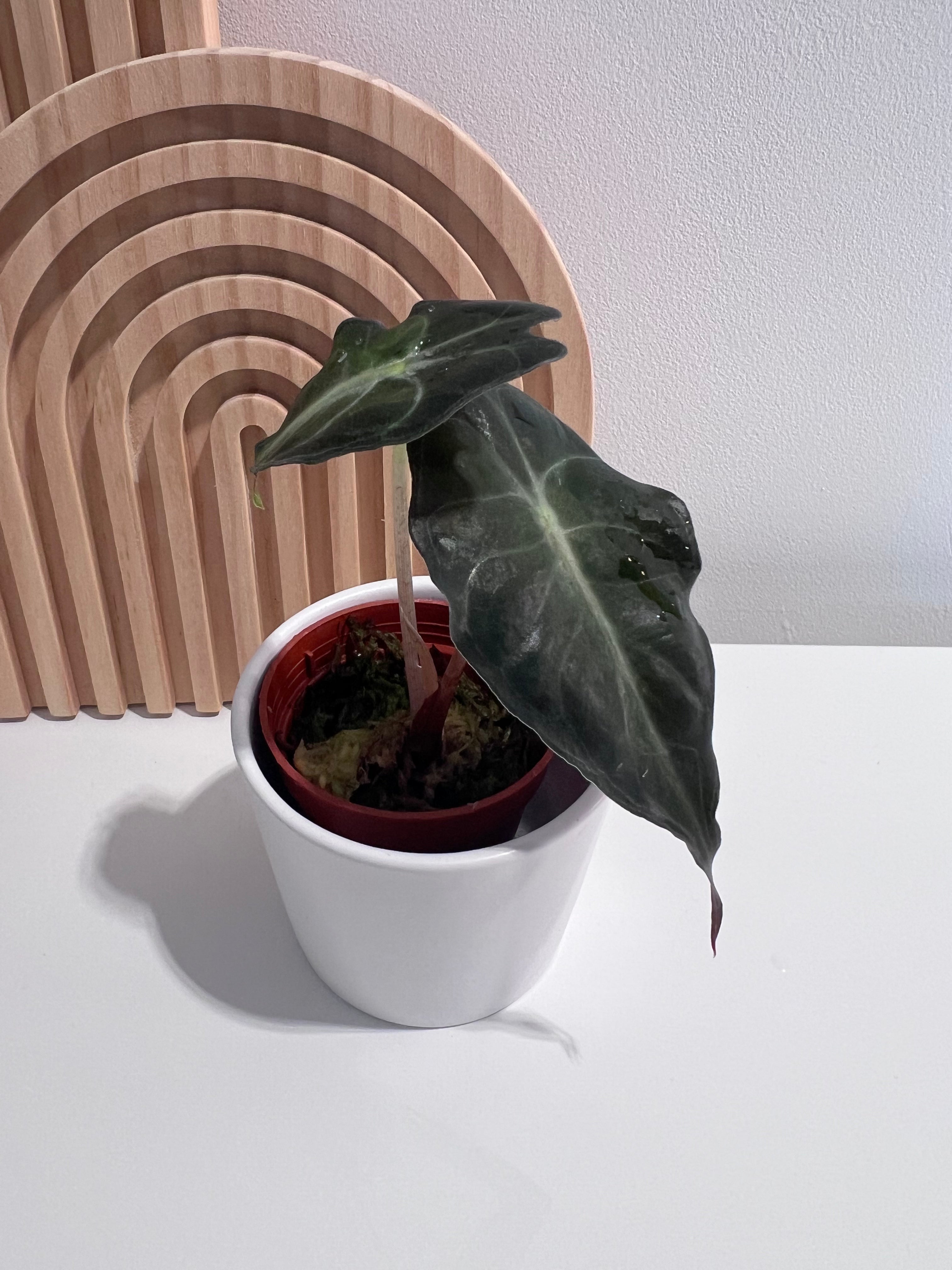Alocasia Venom