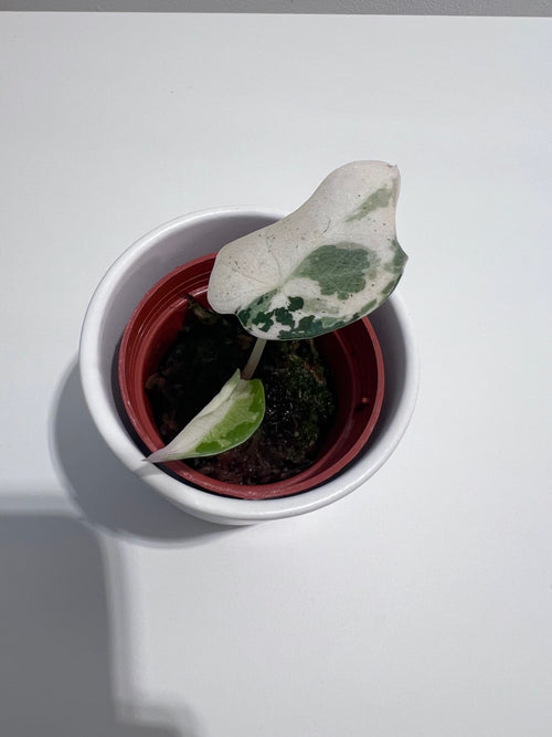 Alocasia Black Velvet Variegata
