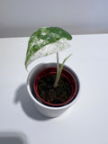 Alocasia Macrorrhiza Splash